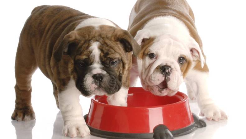 It can be hard to say no to a cute puppy but don't rush in and fall for a scam.